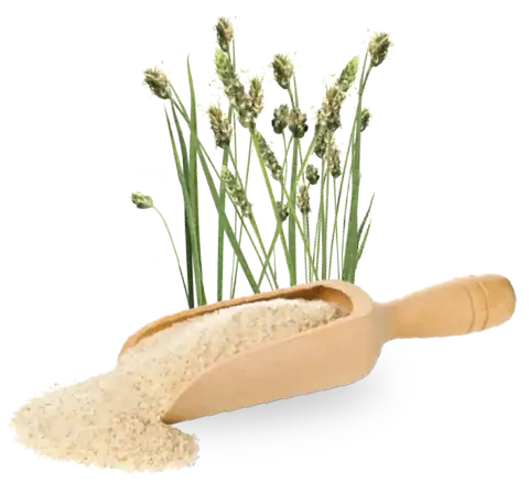 Bubuk psyllium husk di sendok kayu dengan tanaman psyllium
