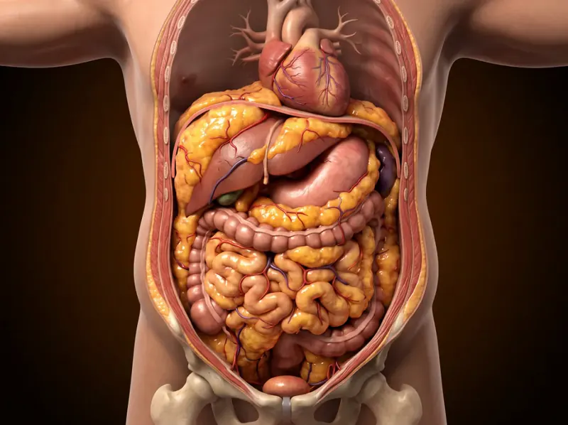 Ilustrasi tampak depan: lemak visceral kuning-oranye membungkus hati, lambung, dan usus, menekan ke arah jantung