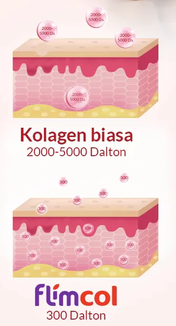 Diagram lapisan kulit: kolagen biasa 2000–5000 Dalton tertahan di permukaan, kolagen Flimcol 300 Dalton masuk ke lapisan kulit