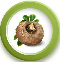 Umbi konjac